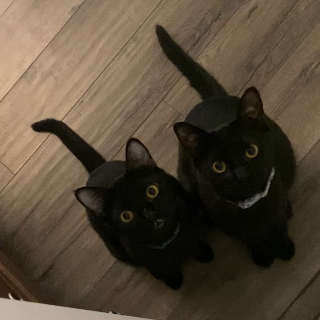 Two black cats sit next to each other and look directly up at the camera. Their eyes are very wide.
